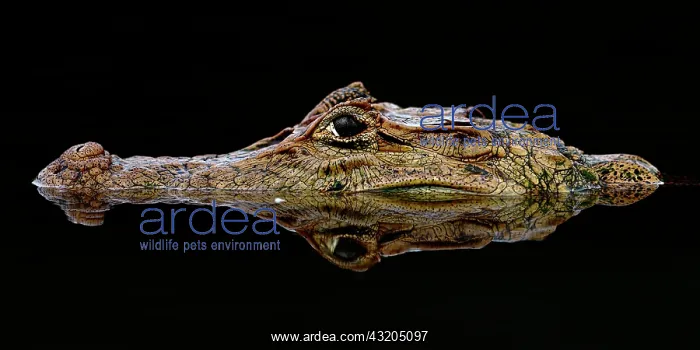 : Black caiman (Melanosuchus niger) with reflectio : Black caiman (Melanosuchus niger) with reflectio