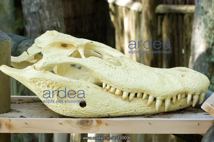 : Black Caiman Skull : Black Caiman Skull