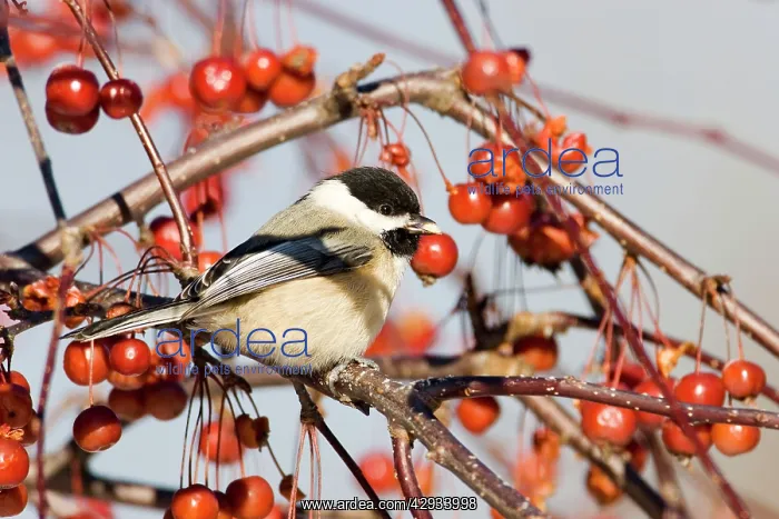 : Black-capped Chickadee : Black-capped Chickadee