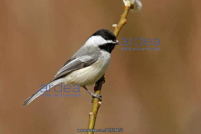 : Black-capped Chickadee : Black-capped Chickadee