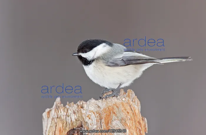 : Black-capped Chickadee : Black-capped Chickadee