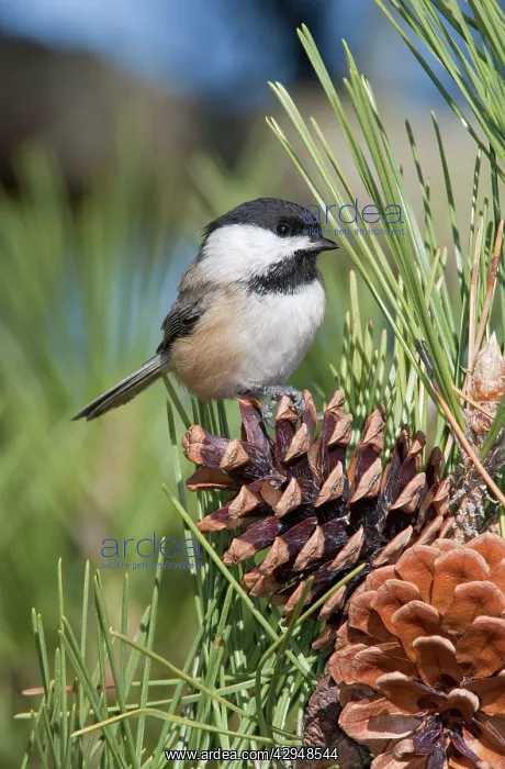 : Black-capped Chickadee : Black-capped Chickadee