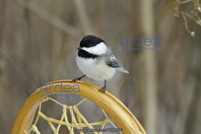 : Black-Capped Chickadee : Black-Capped Chickadee