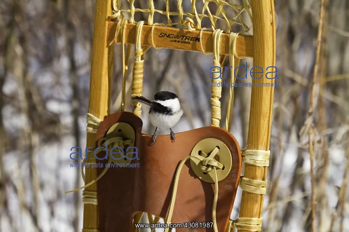 : Black-Capped Chickadee : Black-Capped Chickadee