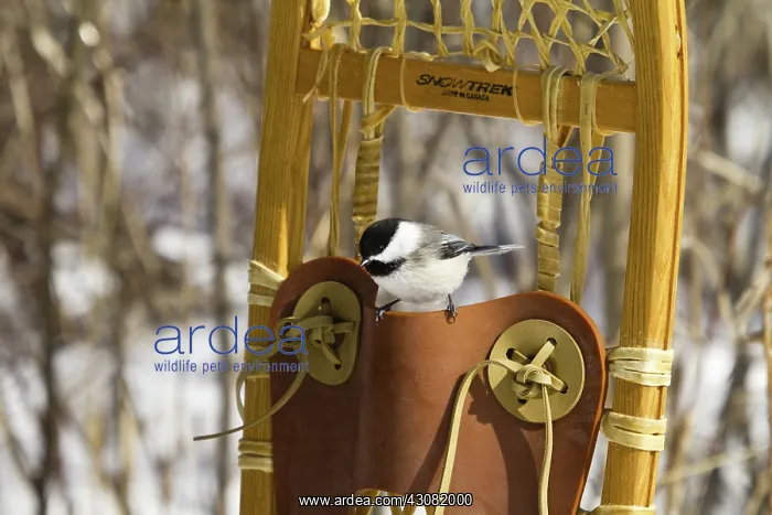 : Black-Capped Chickadee : Black-Capped Chickadee