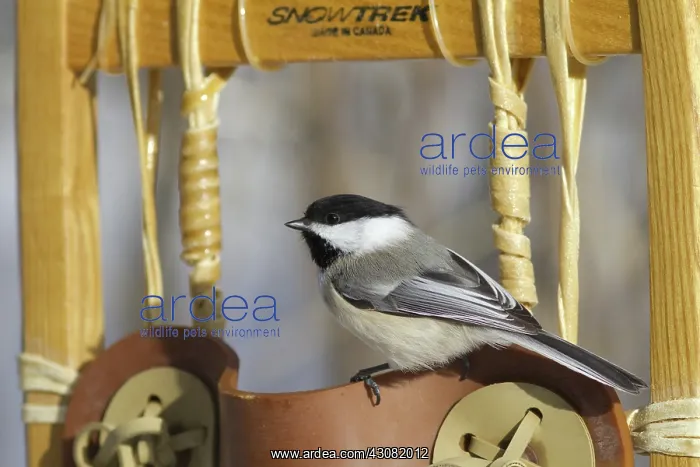 : Black-Capped Chickadee : Black-Capped Chickadee
