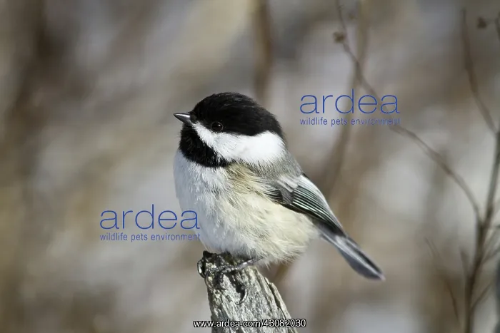 : Black-Capped Chickadee : Black-Capped Chickadee