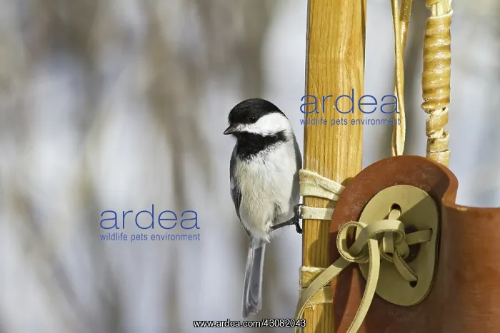 : Black-Capped Chickadee : Black-Capped Chickadee