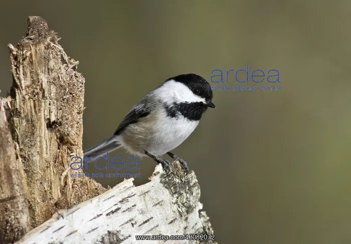  : Black-Capped Chickadee