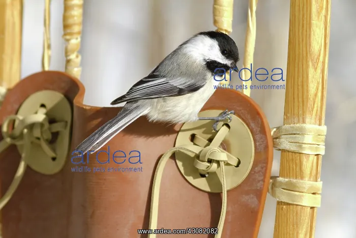 : Black-Capped Chickadee : Black-Capped Chickadee