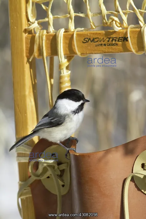 : Black-Capped Chickadee : Black-Capped Chickadee