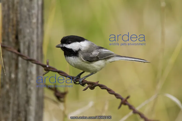 : Black-Capped Chickadee : Black-Capped Chickadee