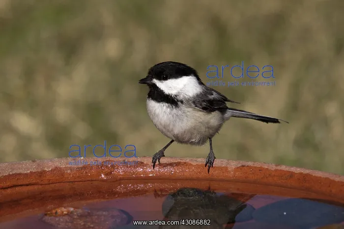 : Black-capped Chickadee : Black-capped Chickadee