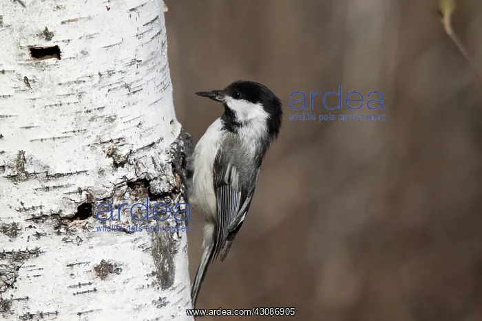 : Black-capped Chickadee : Black-capped Chickadee