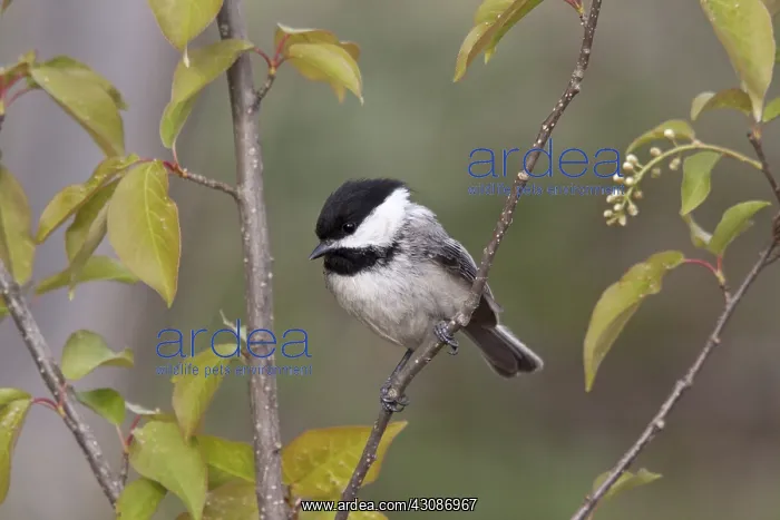  : Black-capped Chickadee