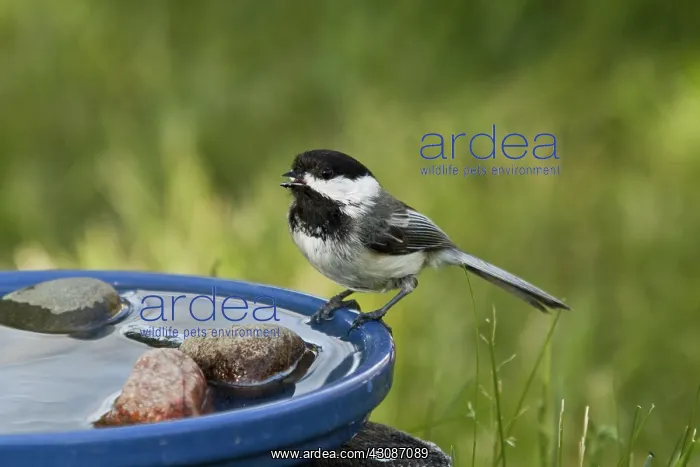 : Black-capped Chickadee : Black-capped Chickadee