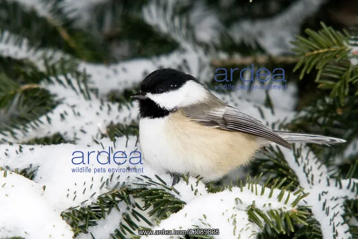 : Black-Capped Chickadee : Black-Capped Chickadee