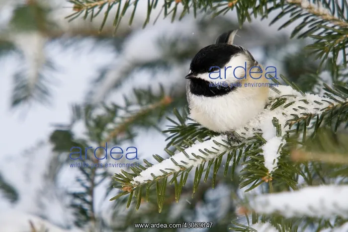 : Black-Capped Chickadee : Black-Capped Chickadee