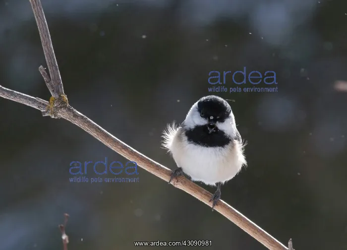 : Black-capped Chickadee : Black-capped Chickadee