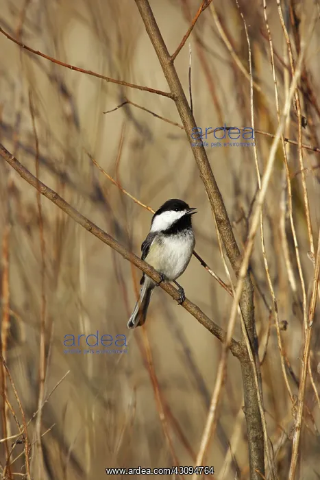 : Black-Capped Chickadee : Black-Capped Chickadee