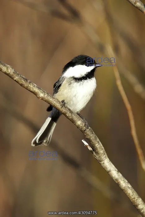 : Black-Capped Chickadee : Black-Capped Chickadee
