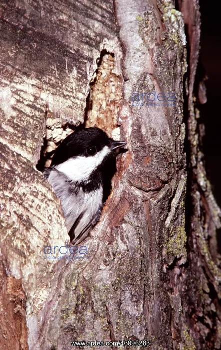  : Black-Capped Chickadee