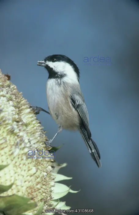 : Black-capped Chickadee : Black-capped Chickadee