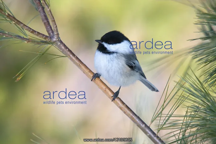 : Black-capped Chickadee : Black-capped Chickadee