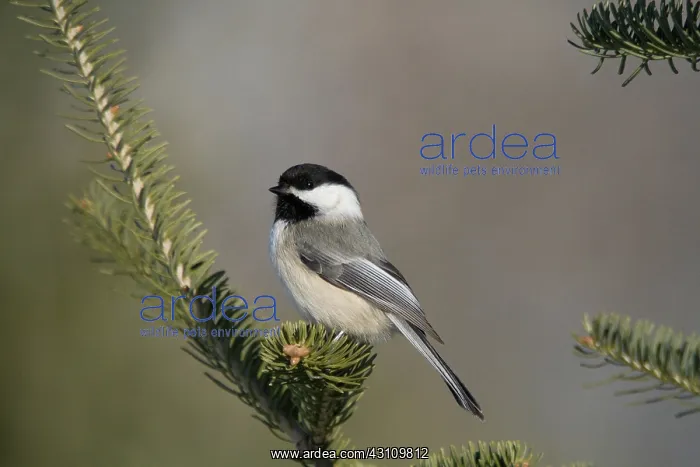 : Black-capped Chickadee : Black-capped Chickadee