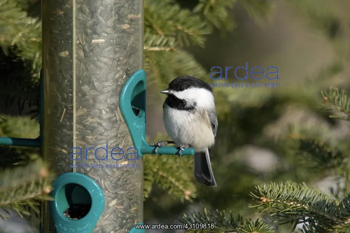 : Black-capped Chickadee : Black-capped Chickadee