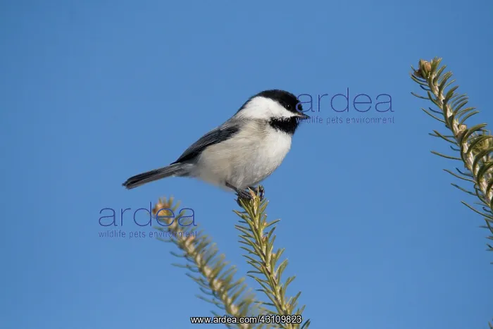 : Black-capped Chickadee : Black-capped Chickadee