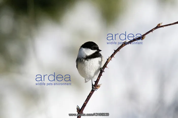 : Black-capped Chickadee : Black-capped Chickadee