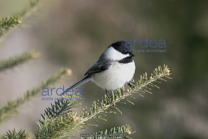: Black-capped Chickadee : Black-capped Chickadee