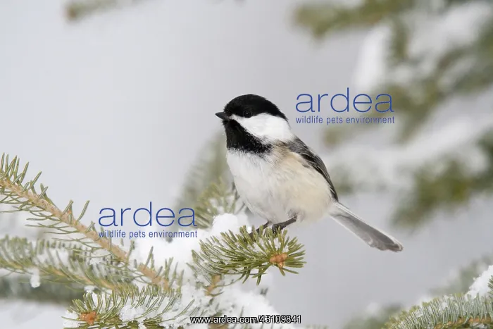: Black-capped Chickadee : Black-capped Chickadee