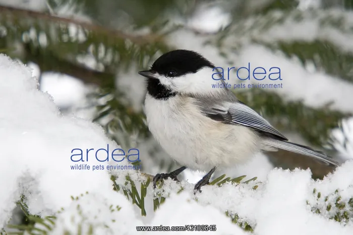: Black-capped Chickadee : Black-capped Chickadee