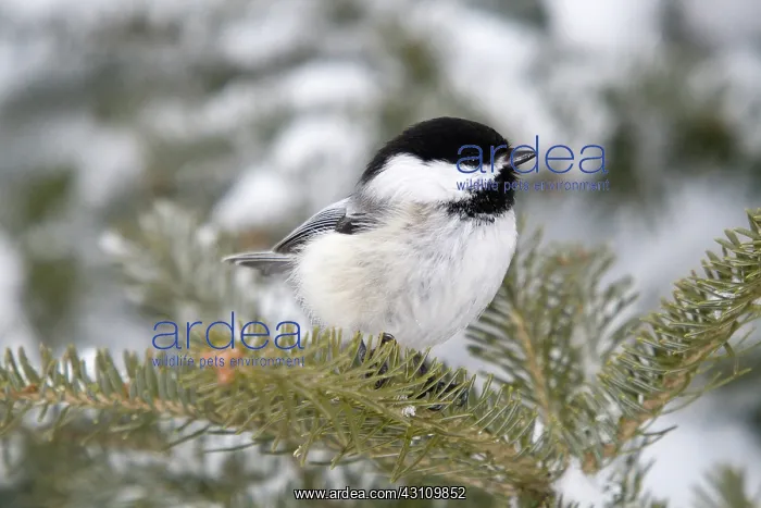 : Black-capped Chickadee : Black-capped Chickadee