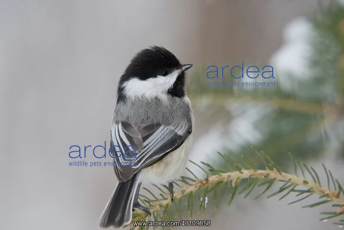 : Black-capped Chickadee : Black-capped Chickadee