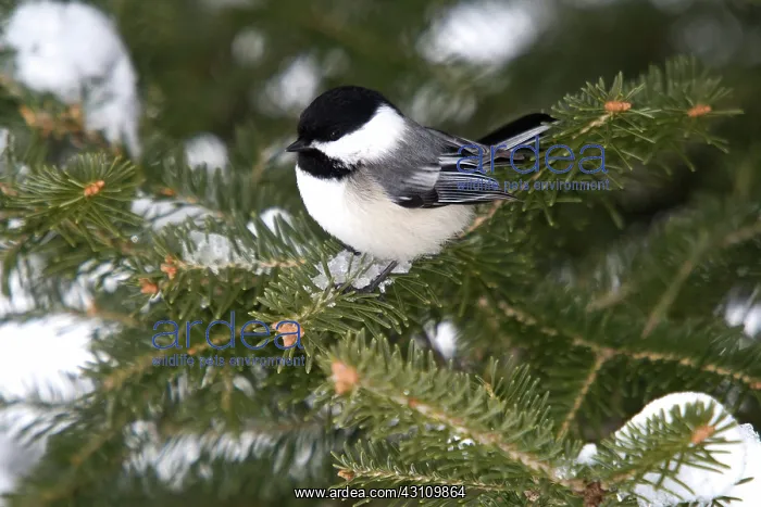: Black-capped Chickadee : Black-capped Chickadee