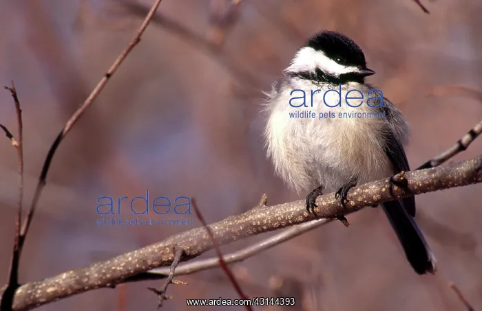 : Black-Capped Chickadee : Black-Capped Chickadee