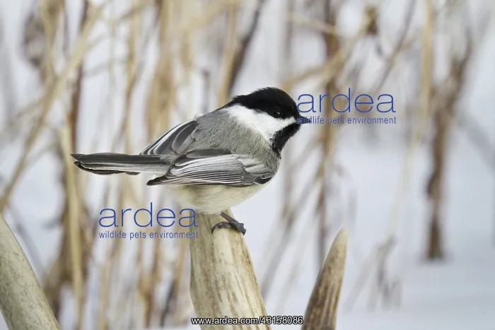 : Black-Capped Chickadee : Black-Capped Chickadee