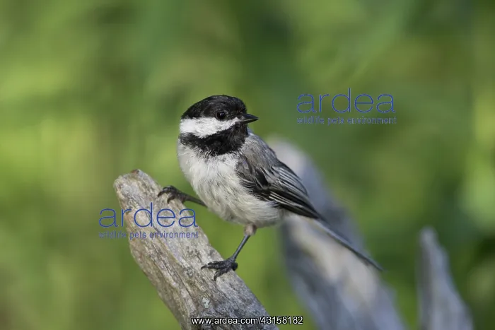 : Black-capped Chickadee : Black-capped Chickadee
