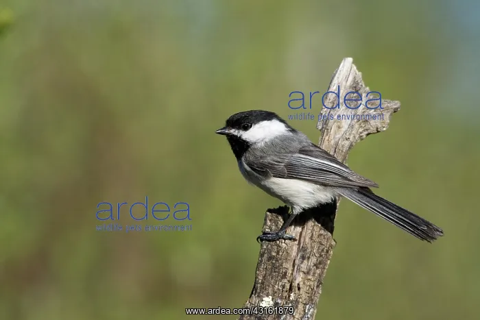 : Black-capped Chickadee : Black-capped Chickadee