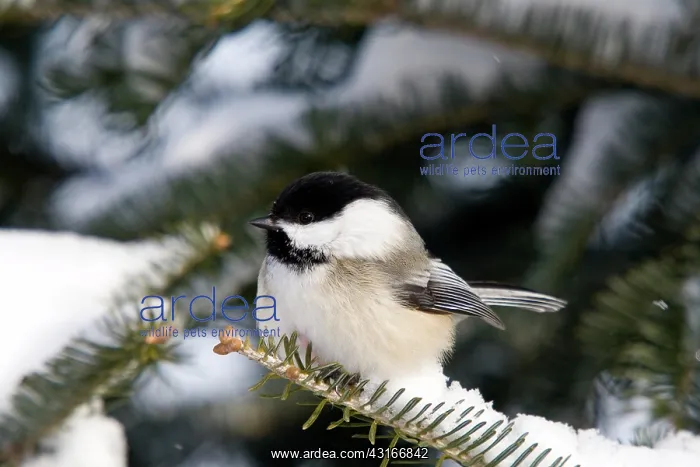 : Black-Capped Chickadee : Black-Capped Chickadee