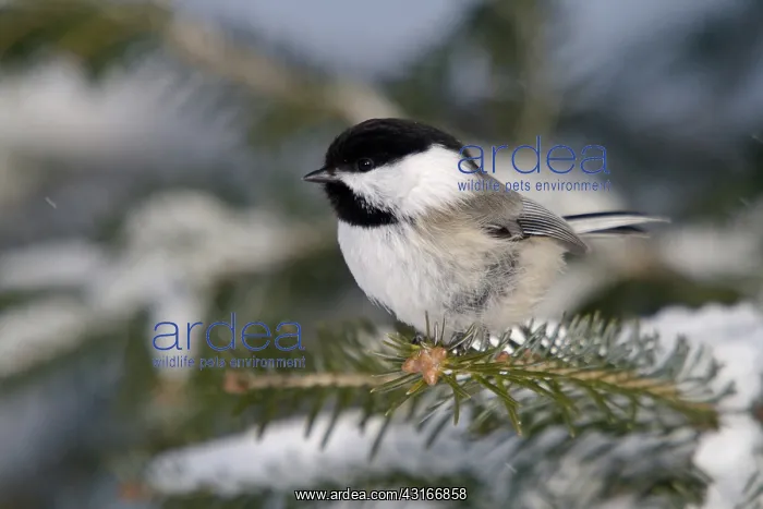 : Black-Capped Chickadee : Black-Capped Chickadee