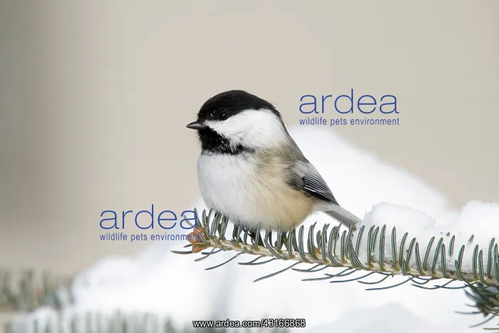 : Black-Capped Chickadee : Black-Capped Chickadee