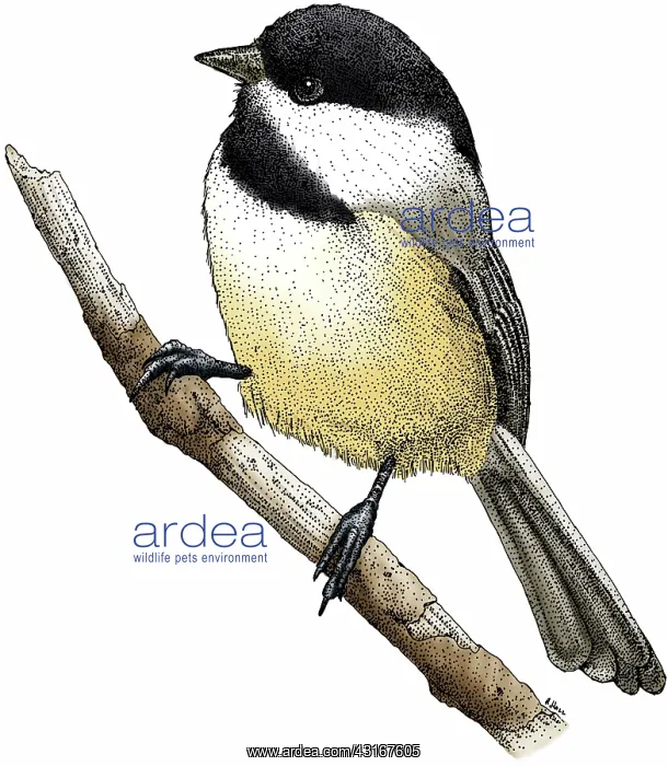 : Black Capped Chickadee : Black Capped Chickadee