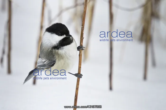 : Black-Capped Chickadee : Black-Capped Chickadee