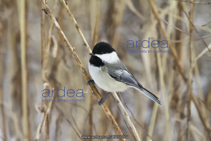 : Black-Capped Chickadee : Black-Capped Chickadee