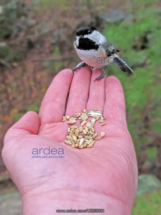 : Black-Capped Chickadee : Black-Capped Chickadee