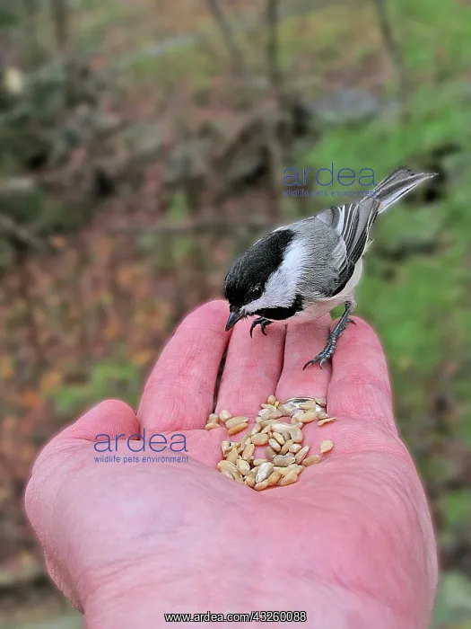 : Black-Capped Chickadee : Black-Capped Chickadee